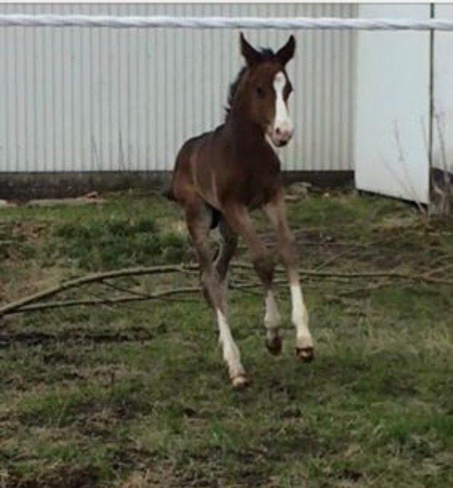 Dansk Varmblod Svingelbro's Limited Edition billede 1