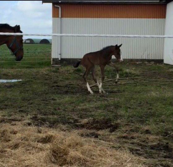 Dansk Varmblod Svingelbro's Limited Edition billede 2