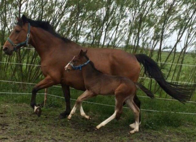 Dansk Varmblod Svingelbro's Limited Edition billede 4