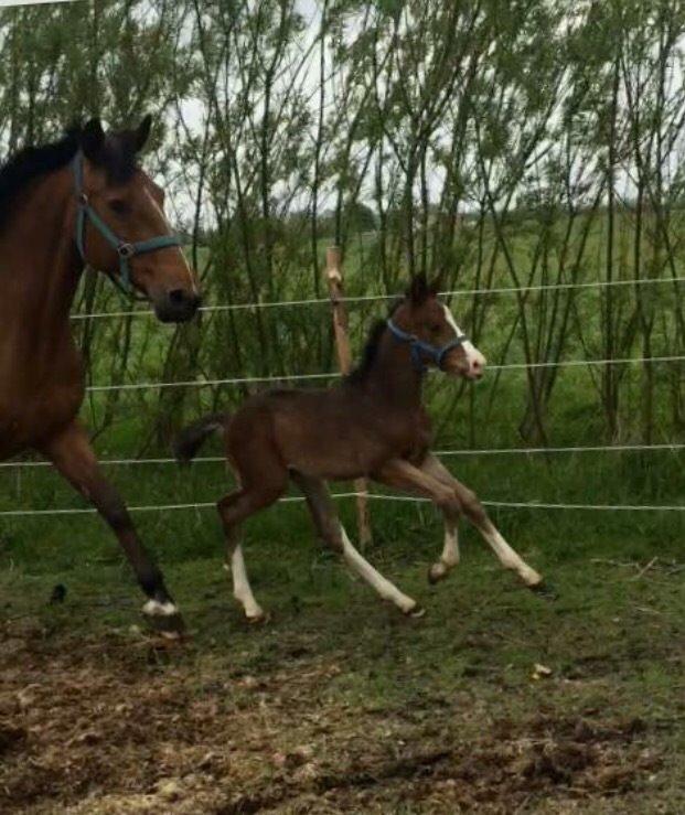 Dansk Varmblod Svingelbro's Limited Edition billede 5