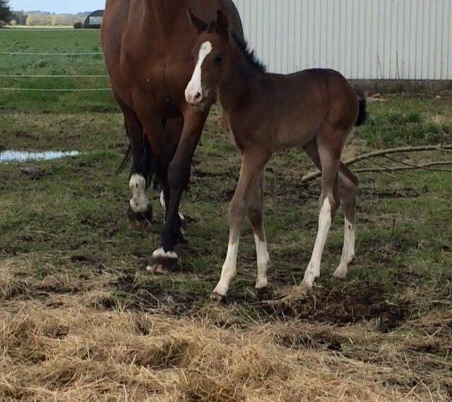Dansk Varmblod Svingelbro's Limited Edition billede 6