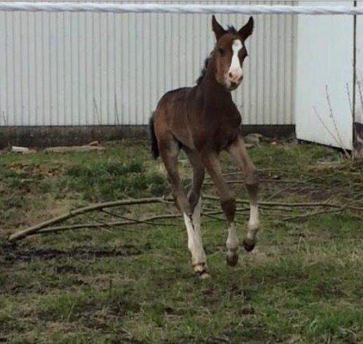 Dansk Varmblod Svingelbro's Limited Edition billede 7