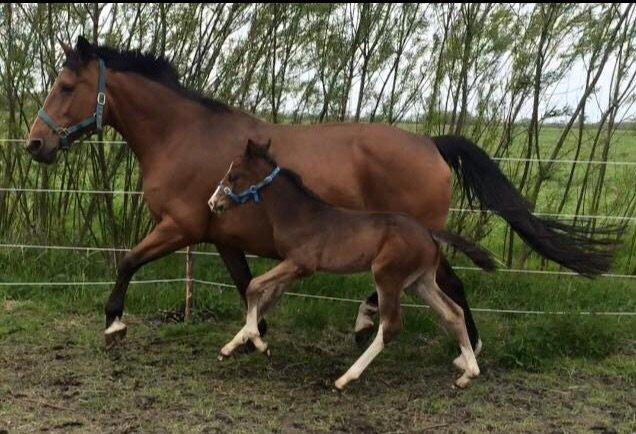 Dansk Varmblod Svingelbro's Limited Edition billede 3