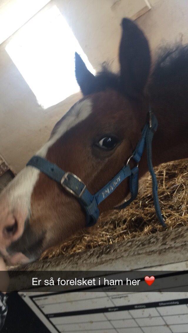 Dansk Varmblod Svingelbro's Limited Edition billede 8