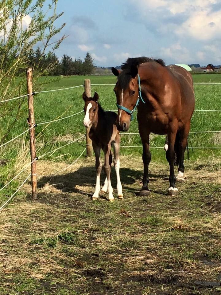 Dansk Varmblod Svingelbro's Limited Edition billede 9