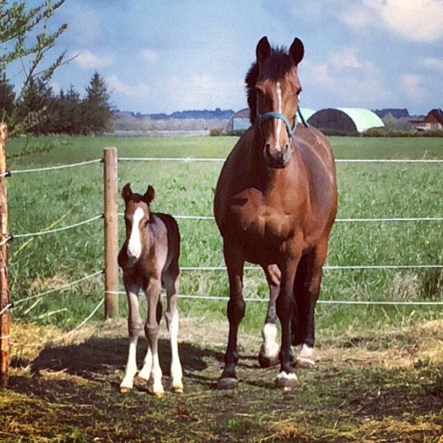 Dansk Varmblod Svingelbro's Limited Edition billede 10