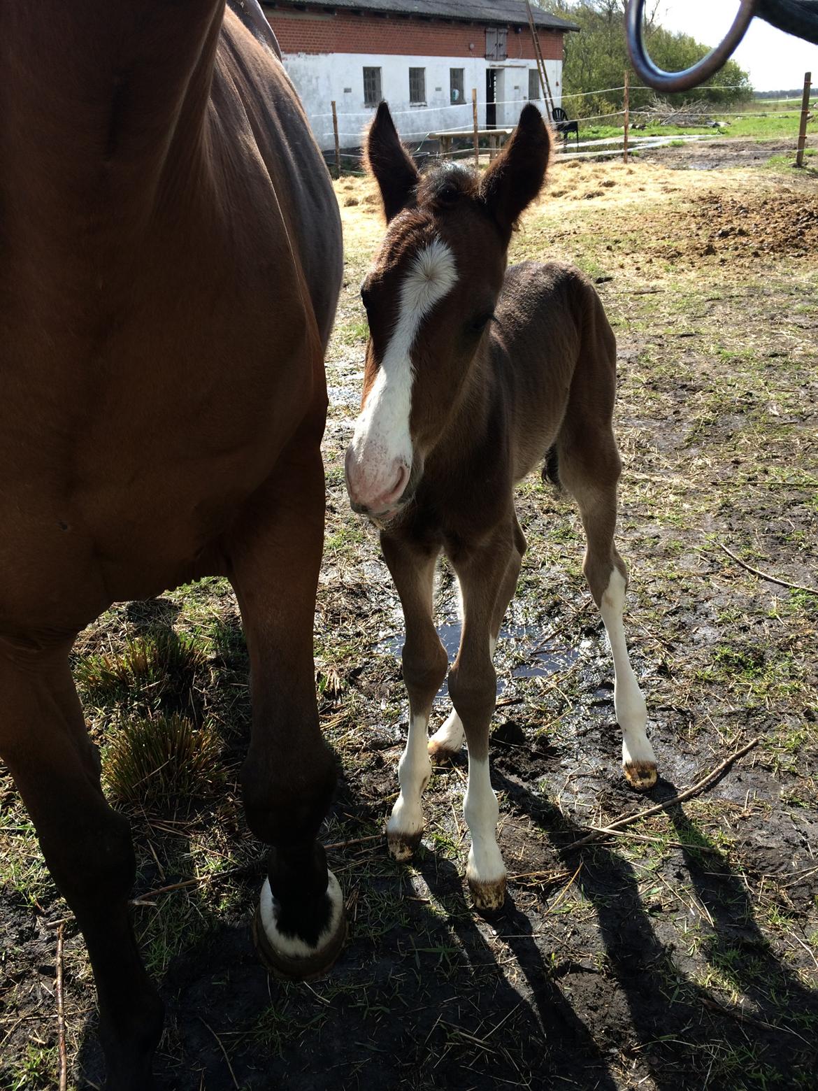 Dansk Varmblod Svingelbro's Limited Edition billede 11