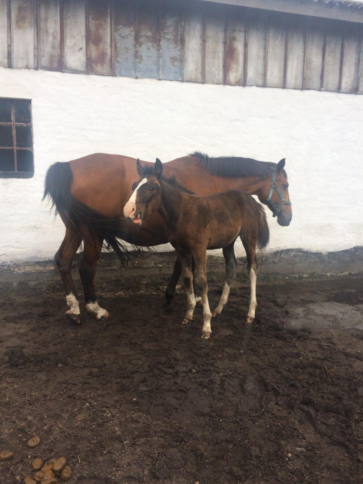 Dansk Varmblod Svingelbro's Limited Edition billede 12