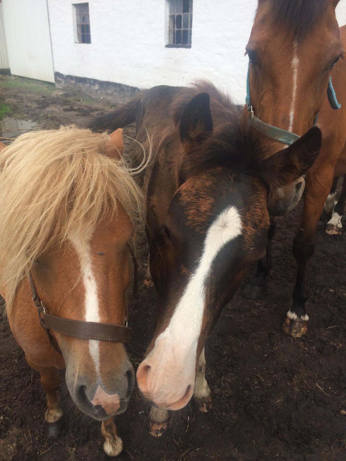 Dansk Varmblod Svingelbro's Limited Edition billede 13