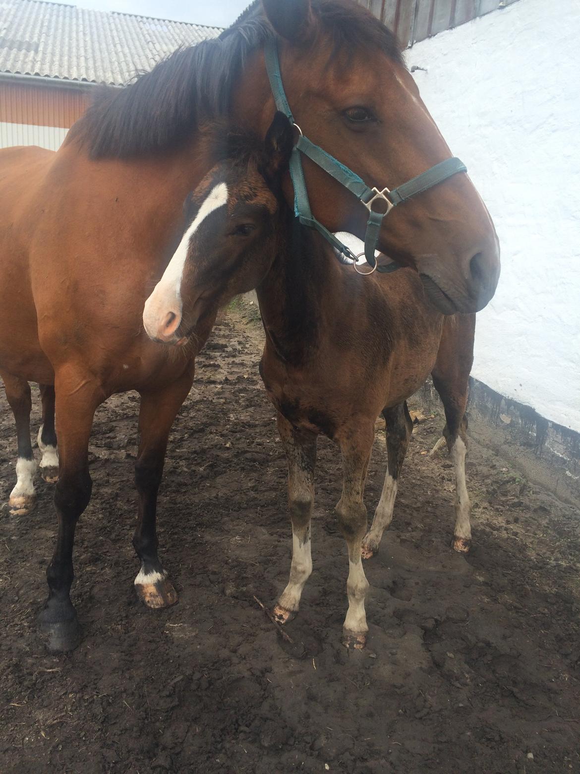 Dansk Varmblod Svingelbro's Limited Edition billede 14