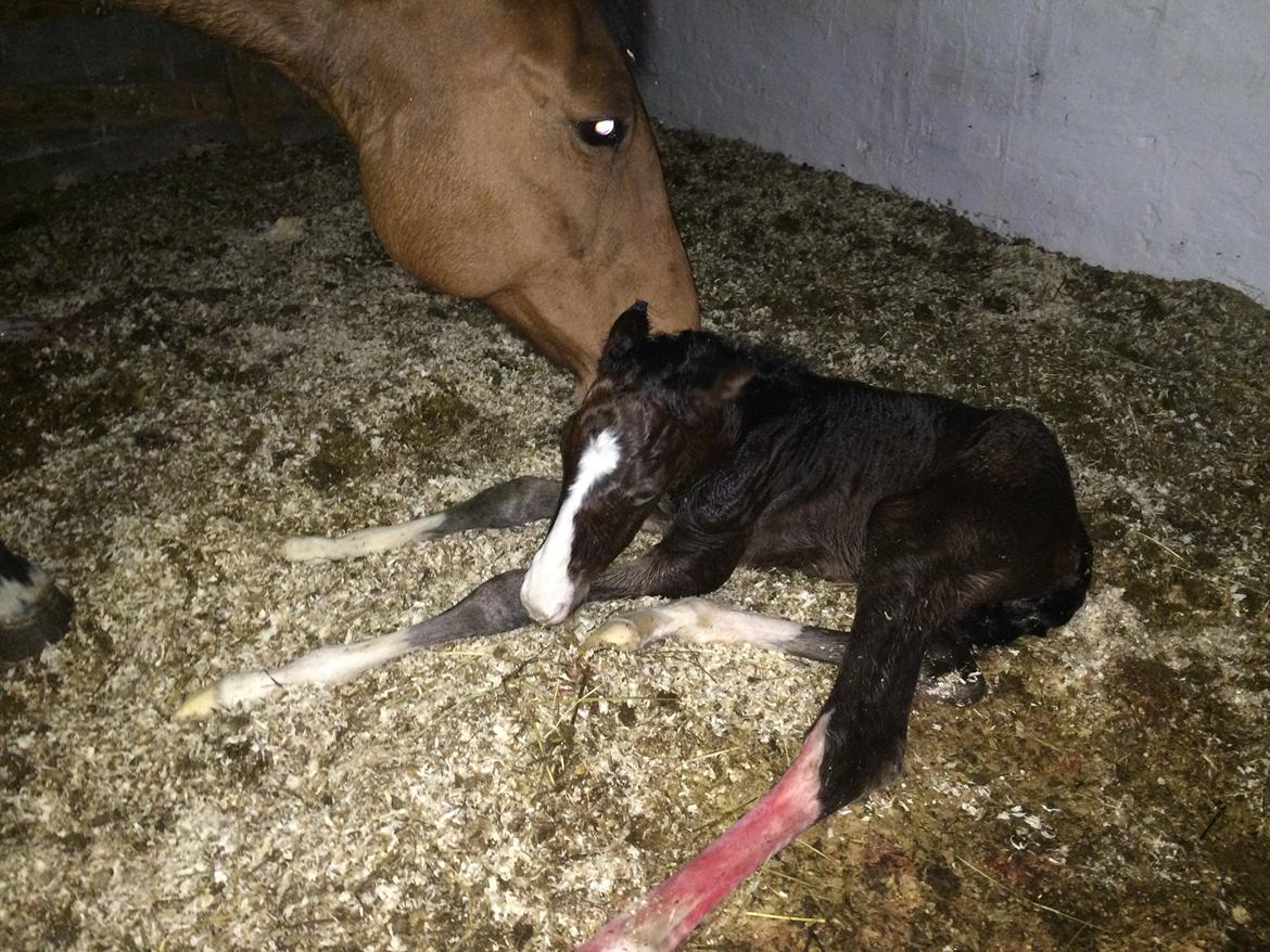 Dansk Varmblod Svingelbro's Limited Edition billede 15