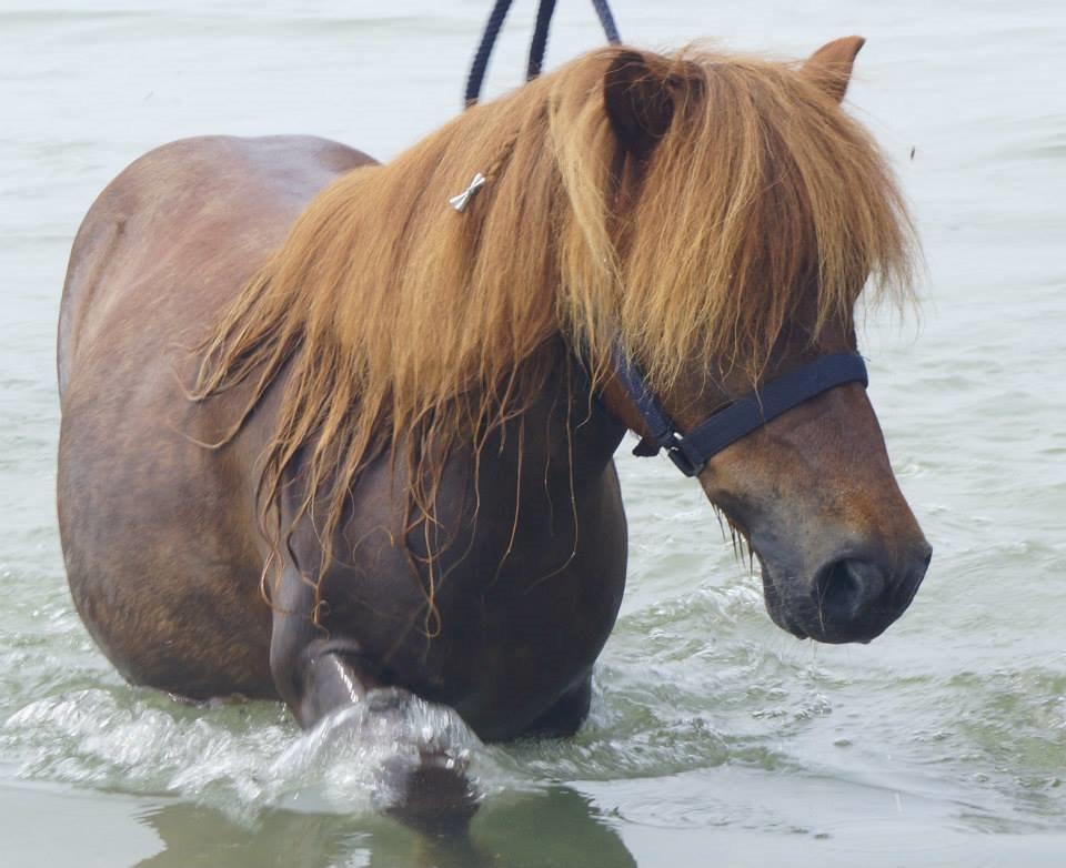 Shetlænder Sofus billede 19