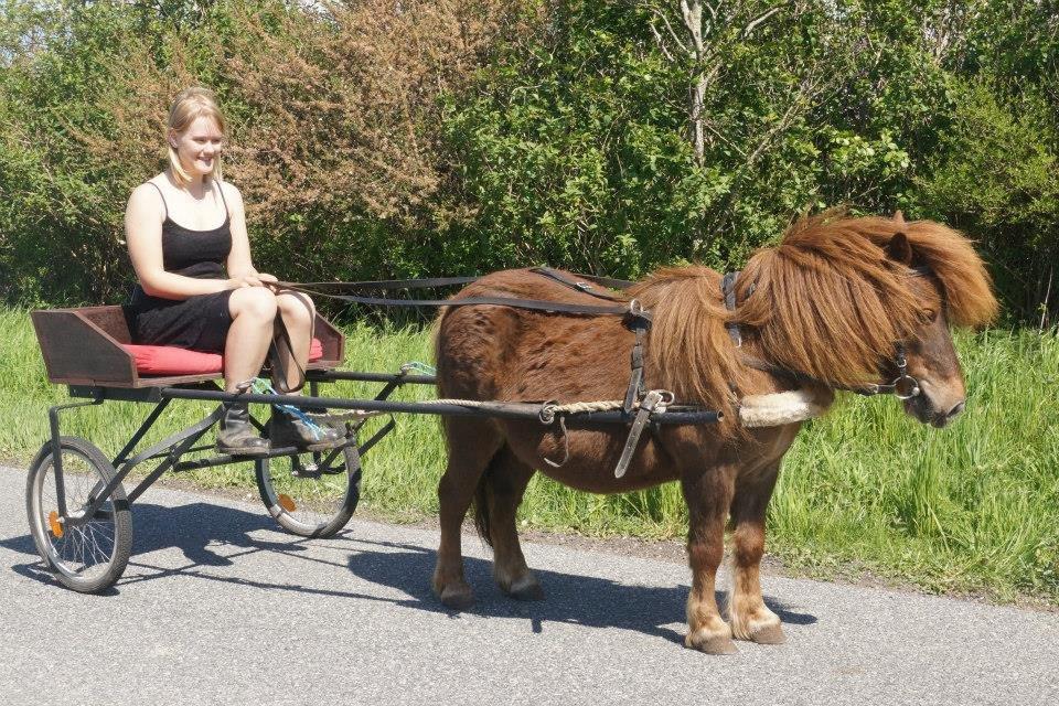 Shetlænder Sofus billede 14