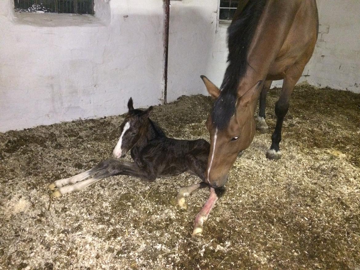 Dansk Varmblod Svingelbro's Limited Edition billede 16