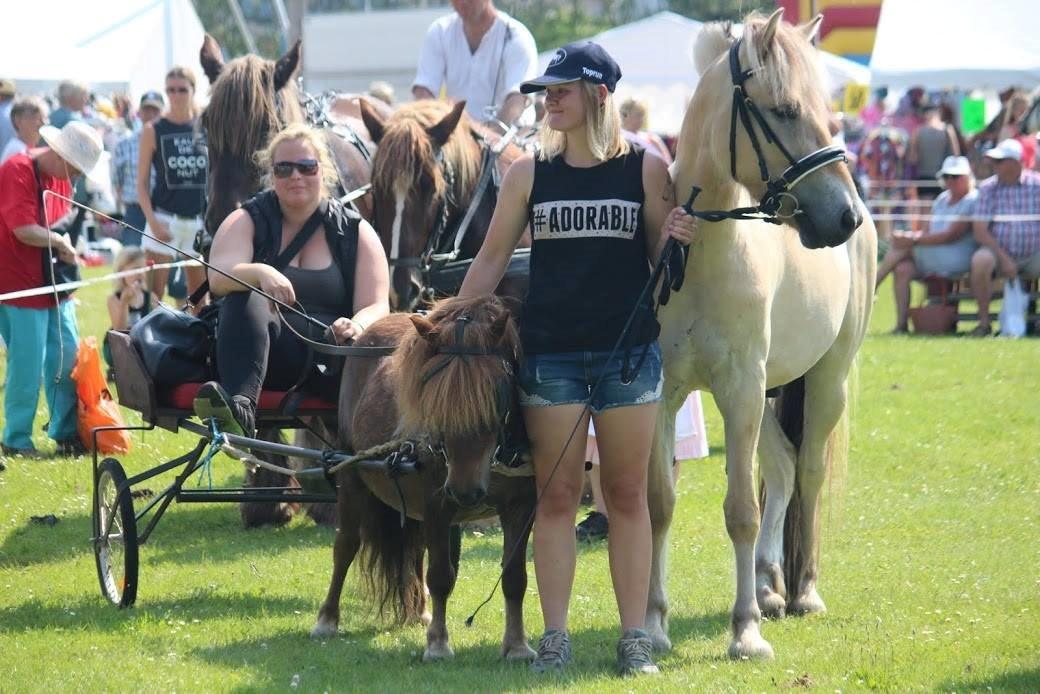 Shetlænder Sofus - 1 gang i byen, super seje dreng. billede 16