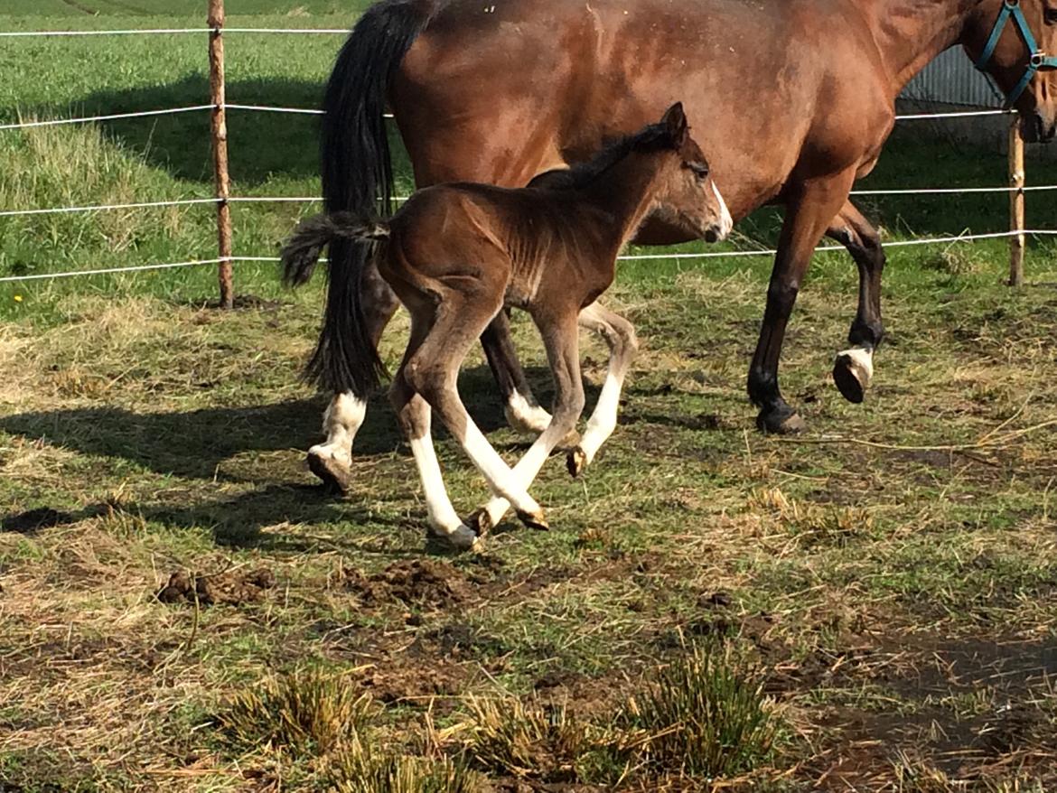 Dansk Varmblod Svingelbro's Limited Edition billede 19