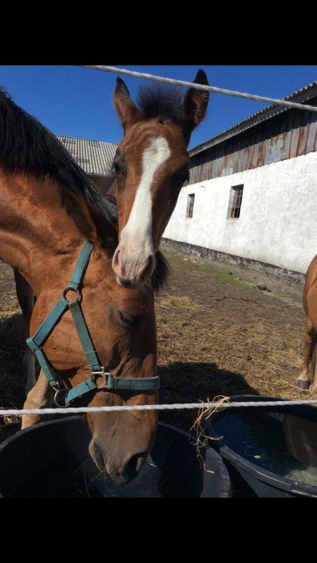 Dansk Varmblod Svingelbro's Limited Edition billede 17