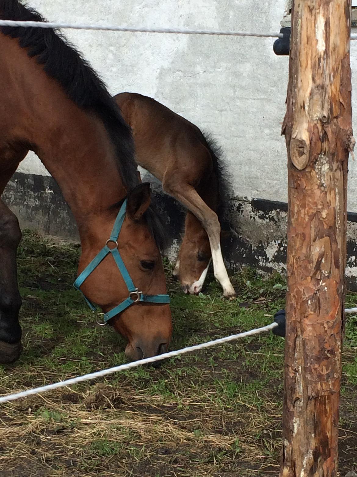 Dansk Varmblod Svingelbro's Limited Edition billede 18