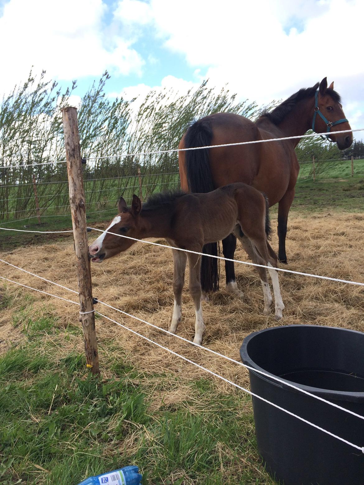 Dansk Varmblod Svingelbro's Limited Edition billede 20