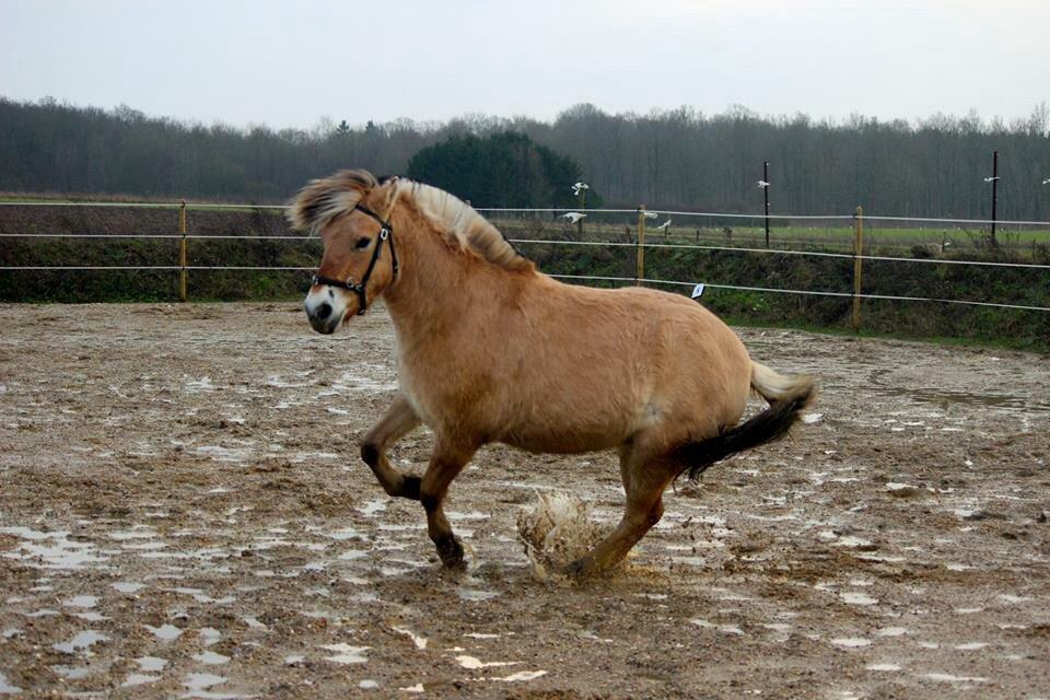 Fjordhest Græsmarkens Noma billede 18