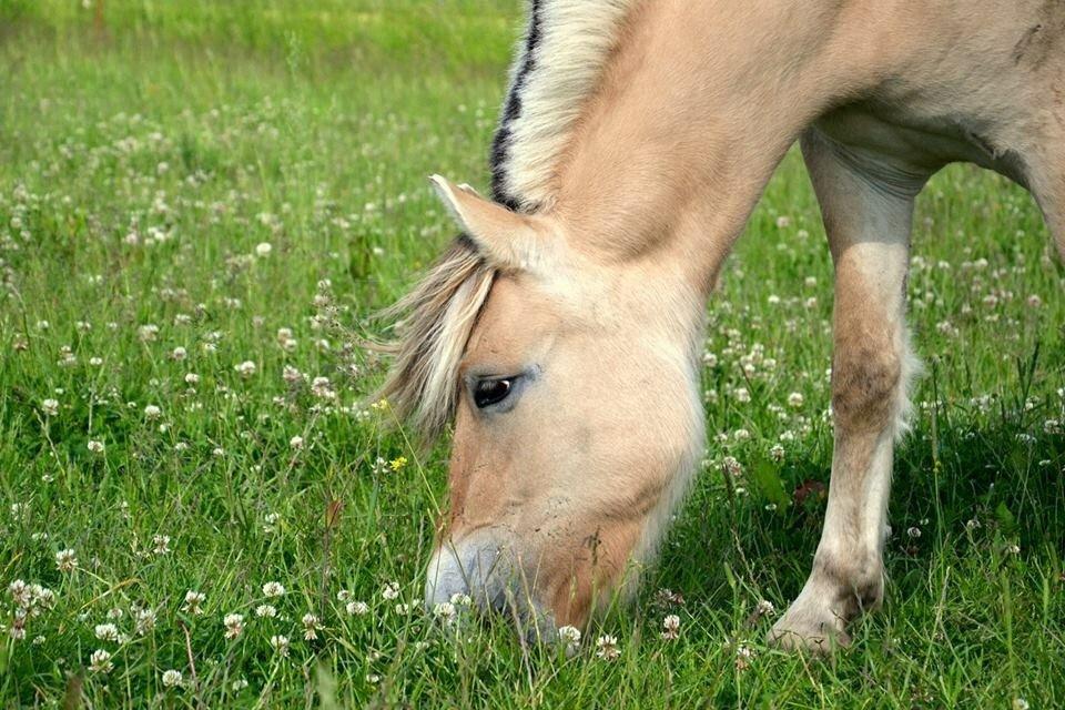 Fjordhest Græsmarkens Noma billede 23