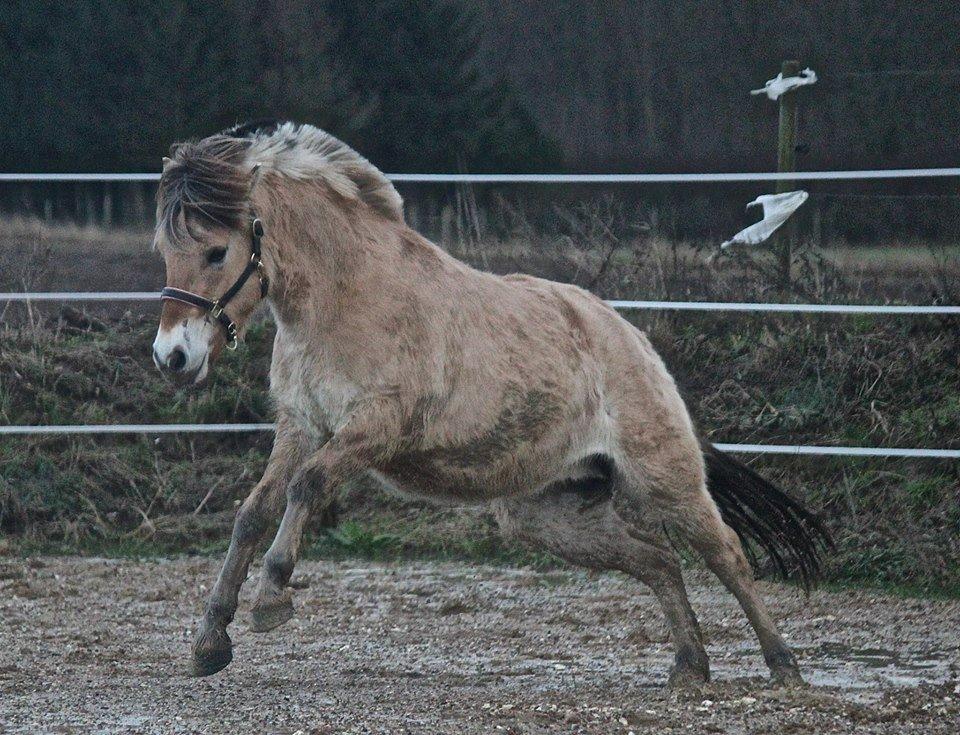 Fjordhest Græsmarkens Noma billede 22