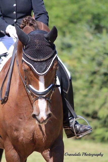 Dansk Varmblod Don Giovanni af Ovh. billede 5