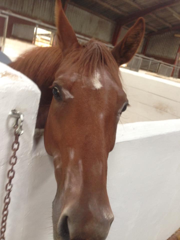 DSP Lykkesholms catla billede 12