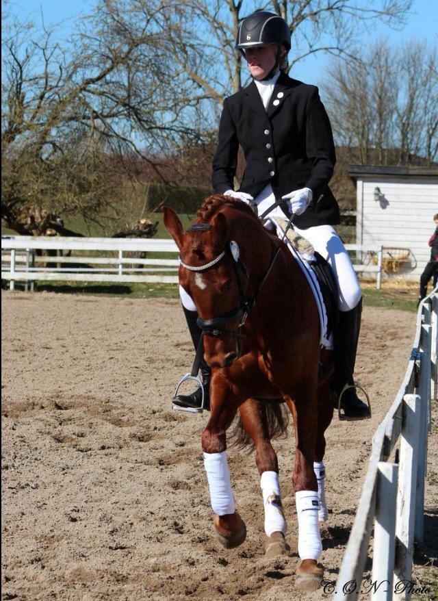 DSP Lykkesholms catla billede 10