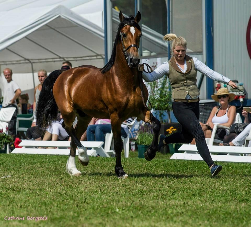 Welsh Cob (sec D) Abergavenny dylan - 8. August 2015. Internationalt show på vilhelmsborg, 2 år hingste klassen. 2. plads :D FOTO: Cathrine Borgsted Larsen billede 17