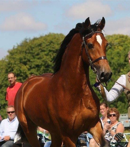Welsh Cob (sec D) Abergavenny dylan - 8. August 2015. Internationalt show på vilhelmsborg, 2 år hingste klassen. 2. plads :D FOTO: Jani Pedersen billede 1
