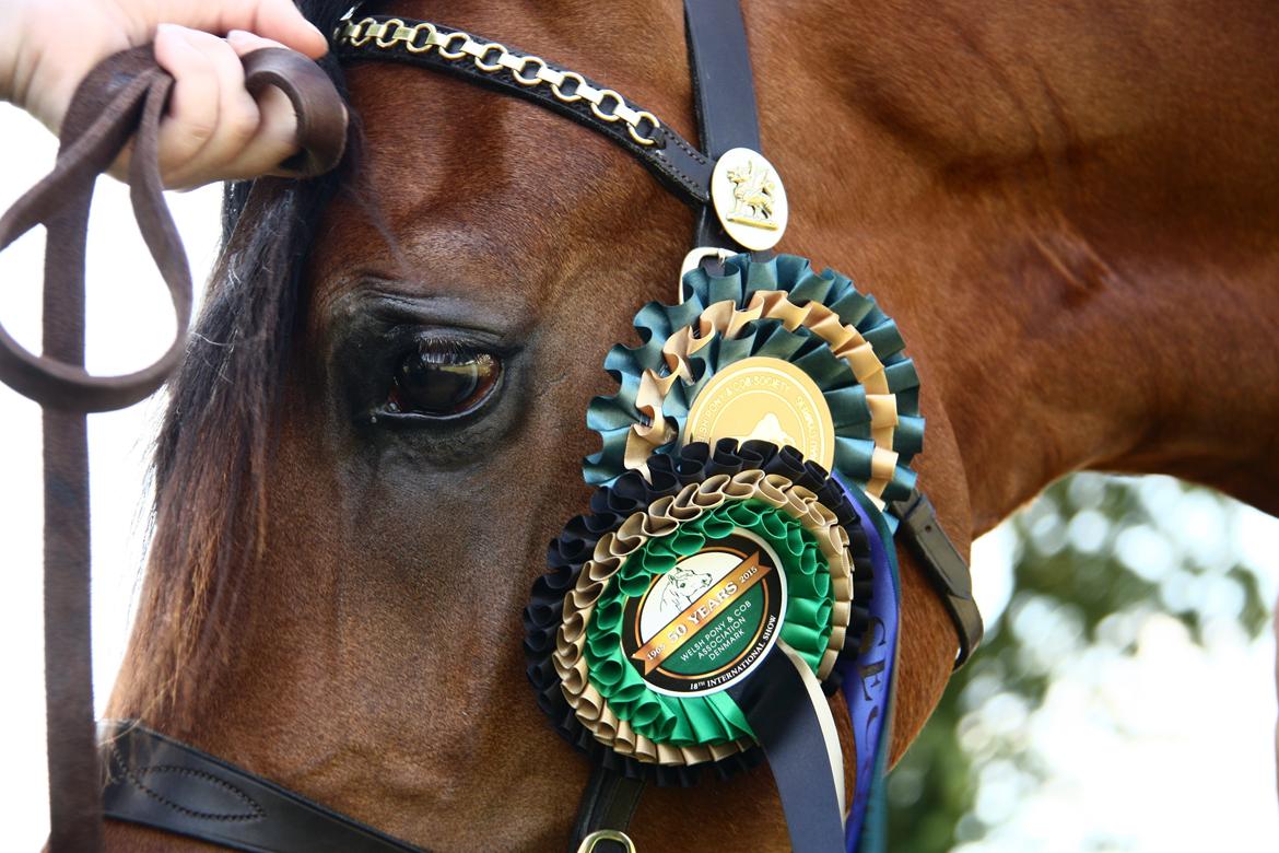 Welsh Cob (sec D) Abergavenny dylan billede 19