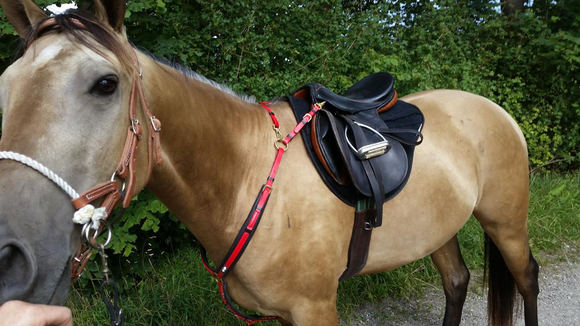 Akhal-Tekiner Dogan billede 7