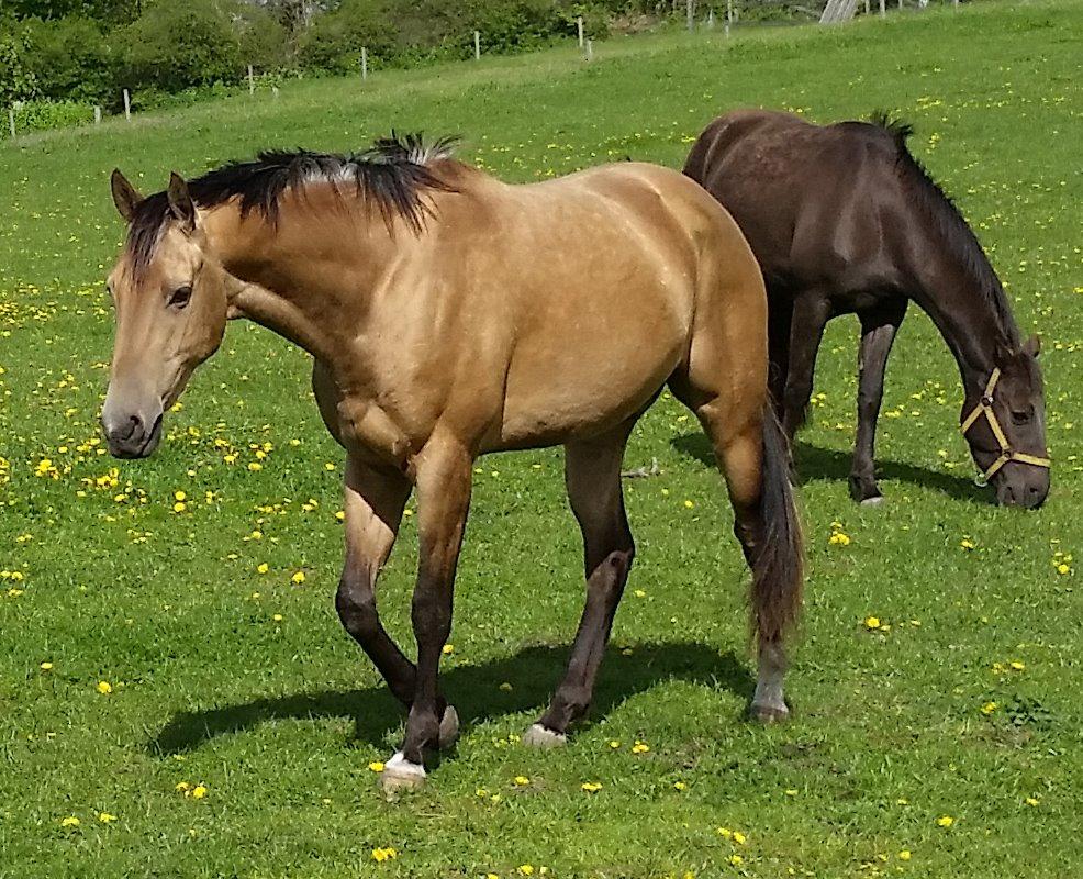 Akhal-Tekiner Dogan billede 2