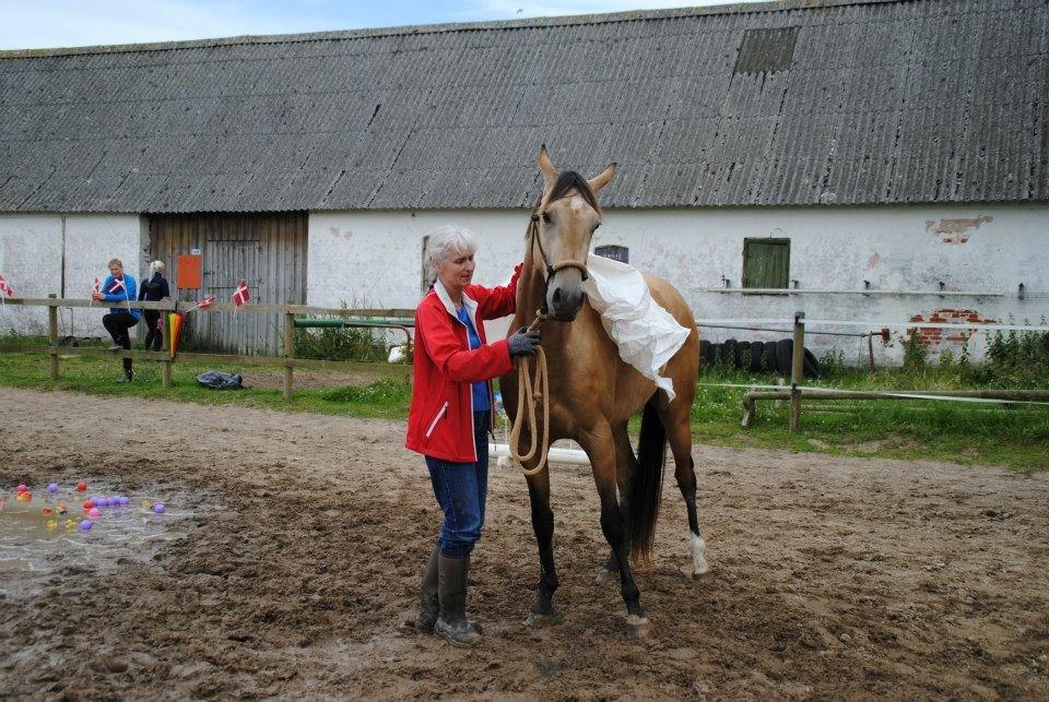 Akhal-Tekiner Dogan billede 12