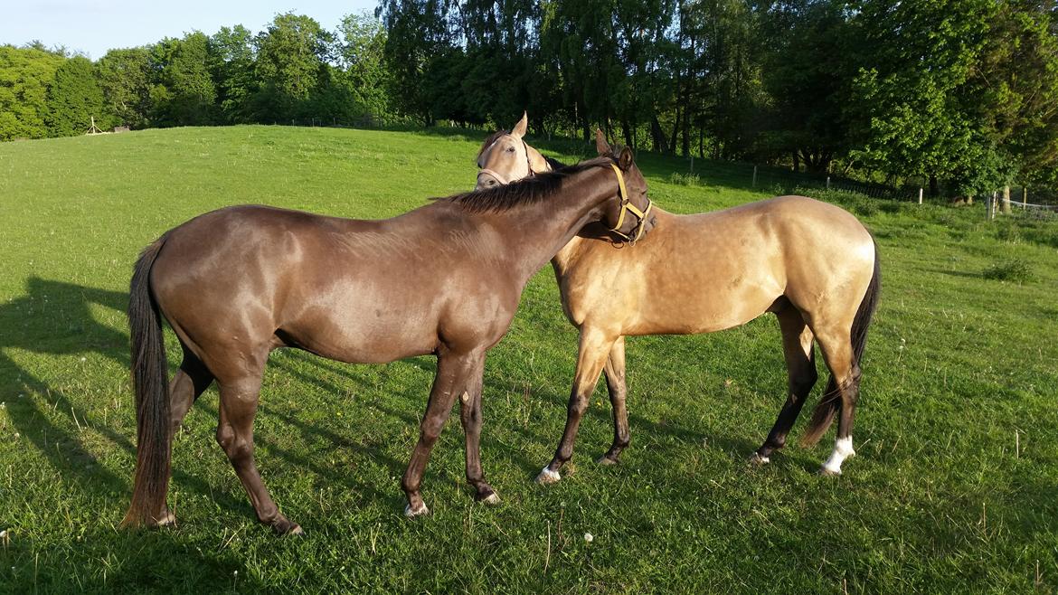 Akhal-Tekiner Meshhur billede 10