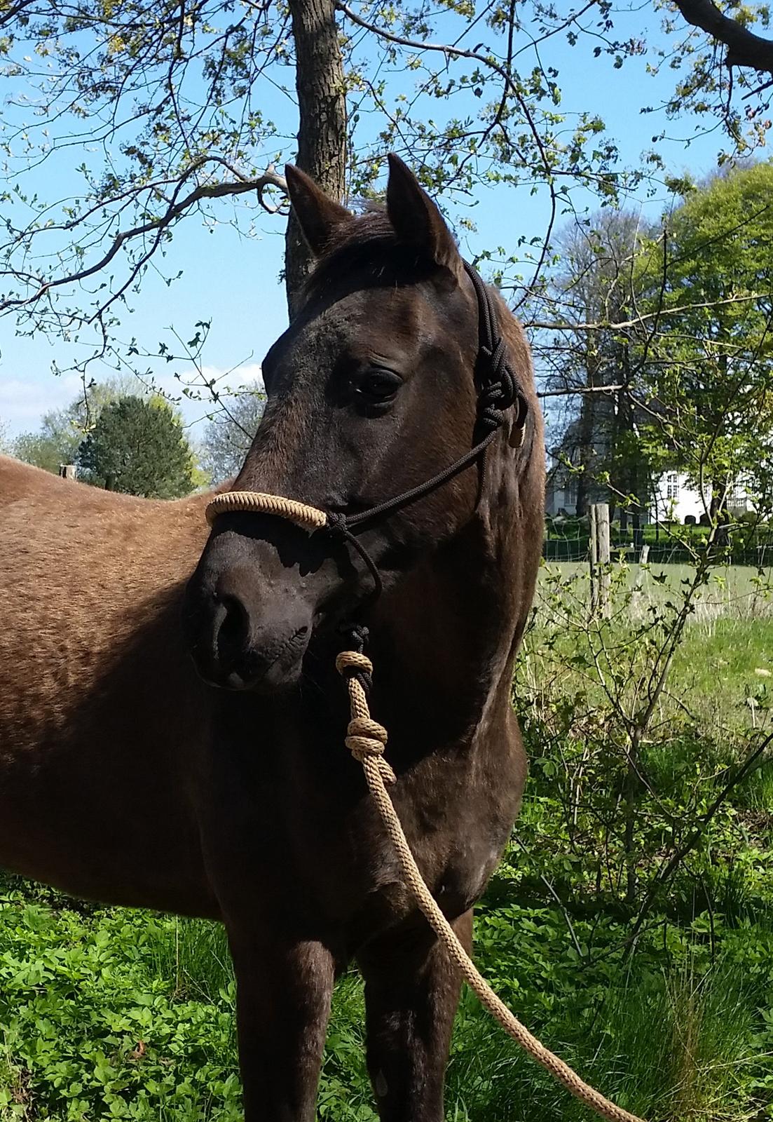 Akhal-Tekiner Meshhur billede 11