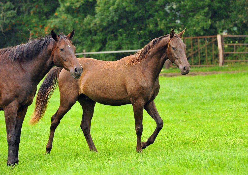 Akhal-Tekiner Meshhur billede 8