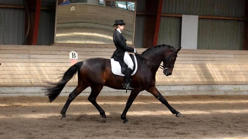 Anden særlig race Mouton B-hest billede 13
