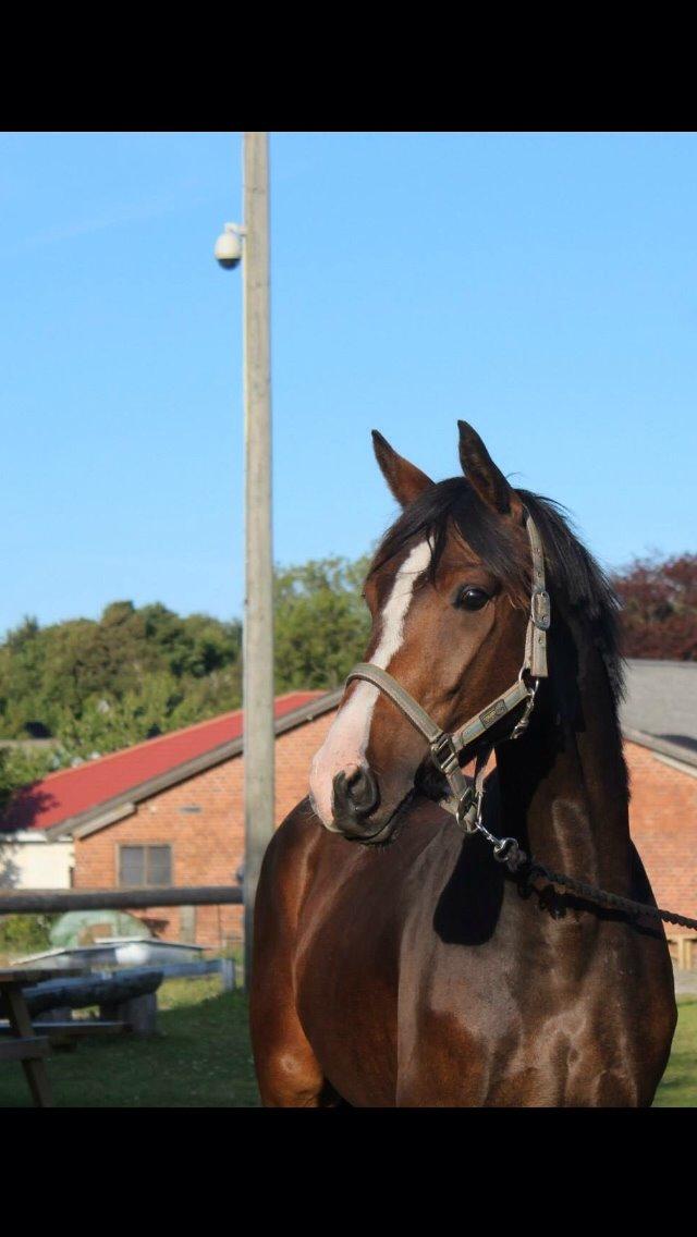 Anden særlig race Holmegaards' Dicarpac (gamle hest) billede 1