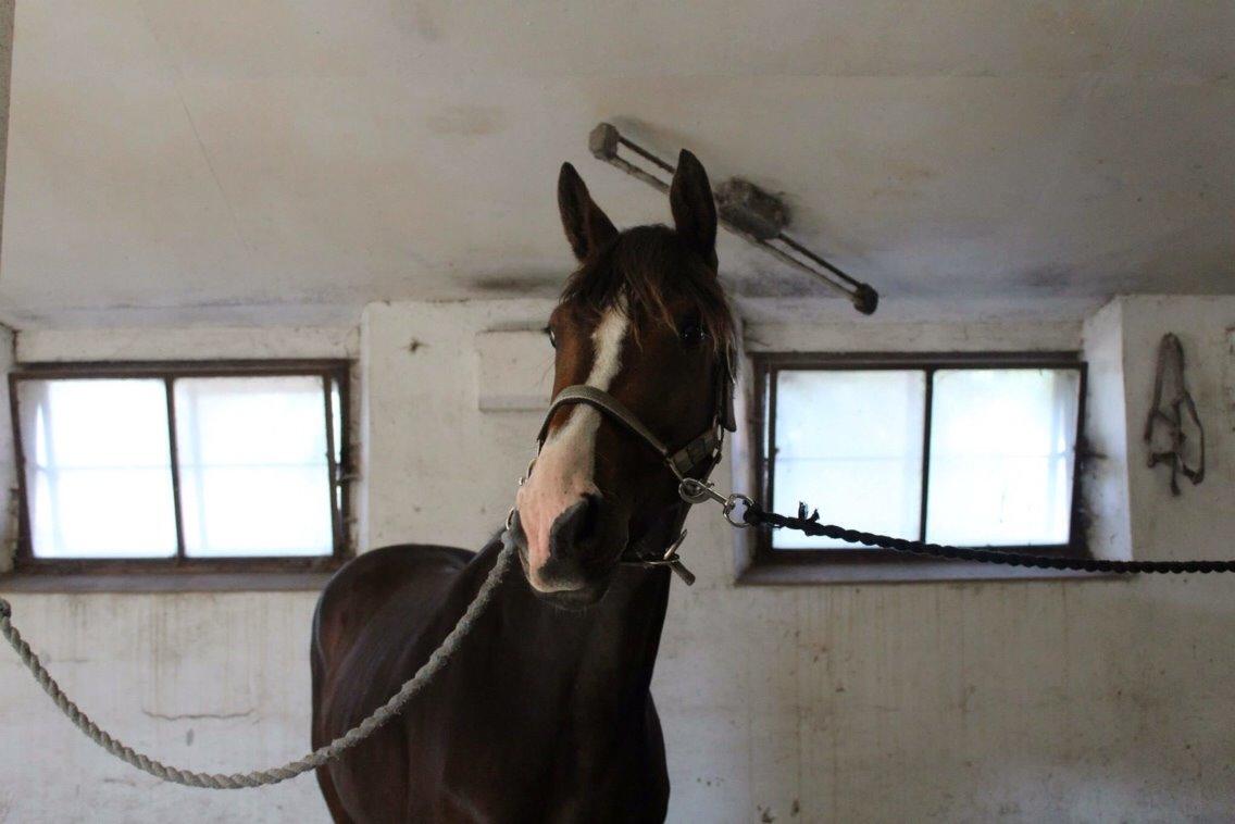 Anden særlig race Holmegaards' Dicarpac (gamle hest) billede 2