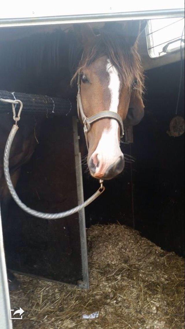 Anden særlig race Holmegaards' Dicarpac (gamle hest) billede 3