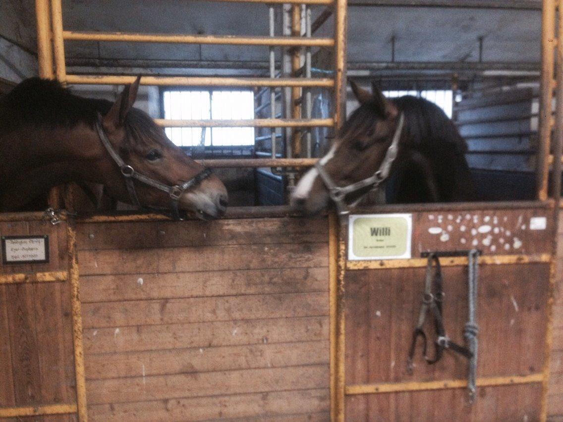 Anden særlig race Holmegaards' Dicarpac (gamle hest) billede 4