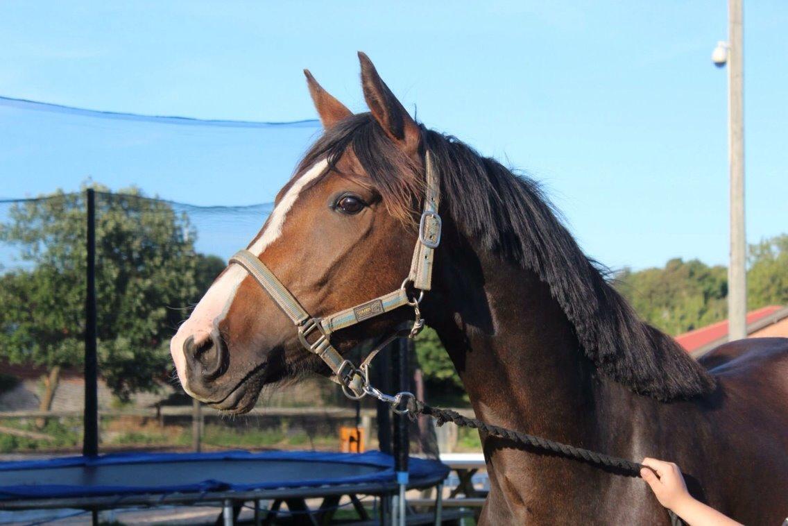 Anden særlig race Holmegaards' Dicarpac (gamle hest) billede 6