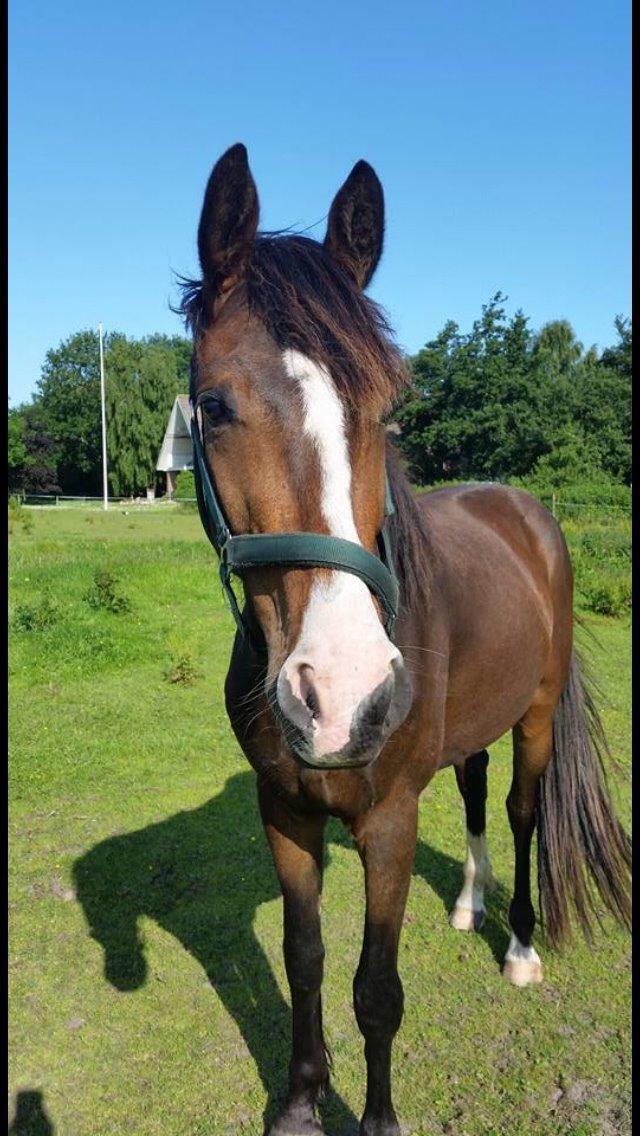 Anden særlig race Holmegaards' Dicarpac (gamle hest) billede 5