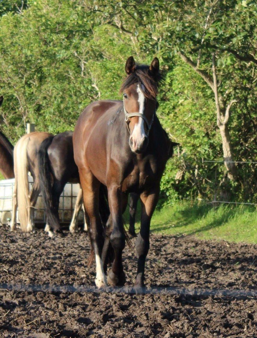 Anden særlig race Holmegaards' Dicarpac (gamle hest) billede 7