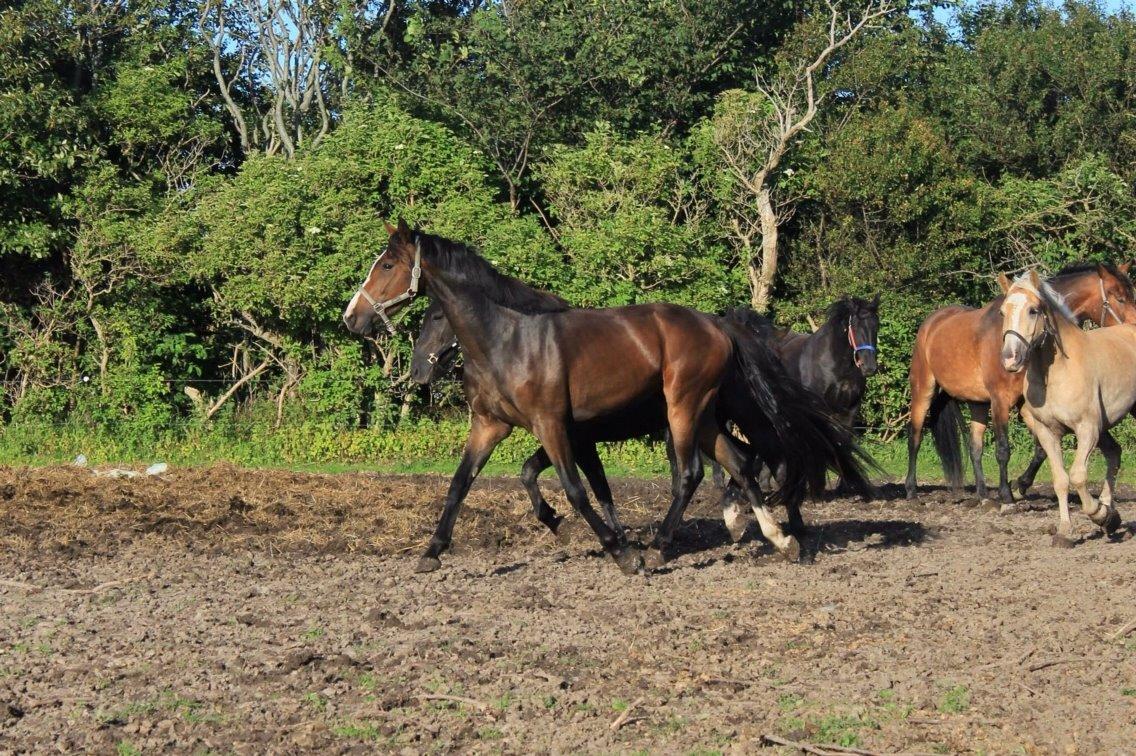 Anden særlig race Holmegaards' Dicarpac (gamle hest) billede 8