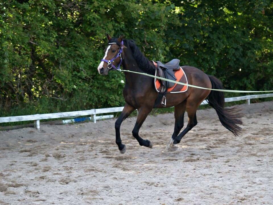 Anden særlig race Holmegaards' Dicarpac (gamle hest) billede 9