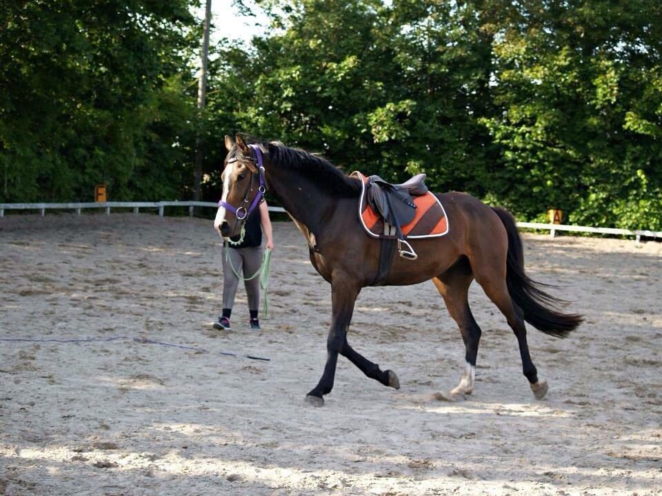 Anden særlig race Holmegaards' Dicarpac (gamle hest) billede 10