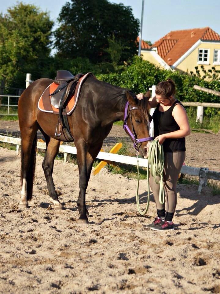Anden særlig race Holmegaards' Dicarpac (gamle hest) billede 11